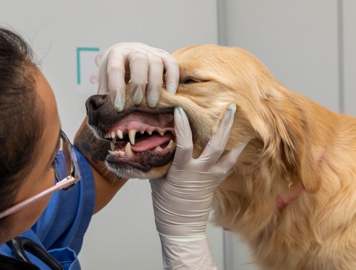 La Porte Pet Dentist