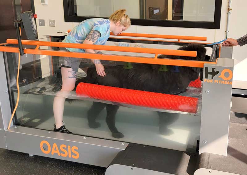 Carousel Slide 1: Bailey and Kodiak hard at work in Hydrotherapy